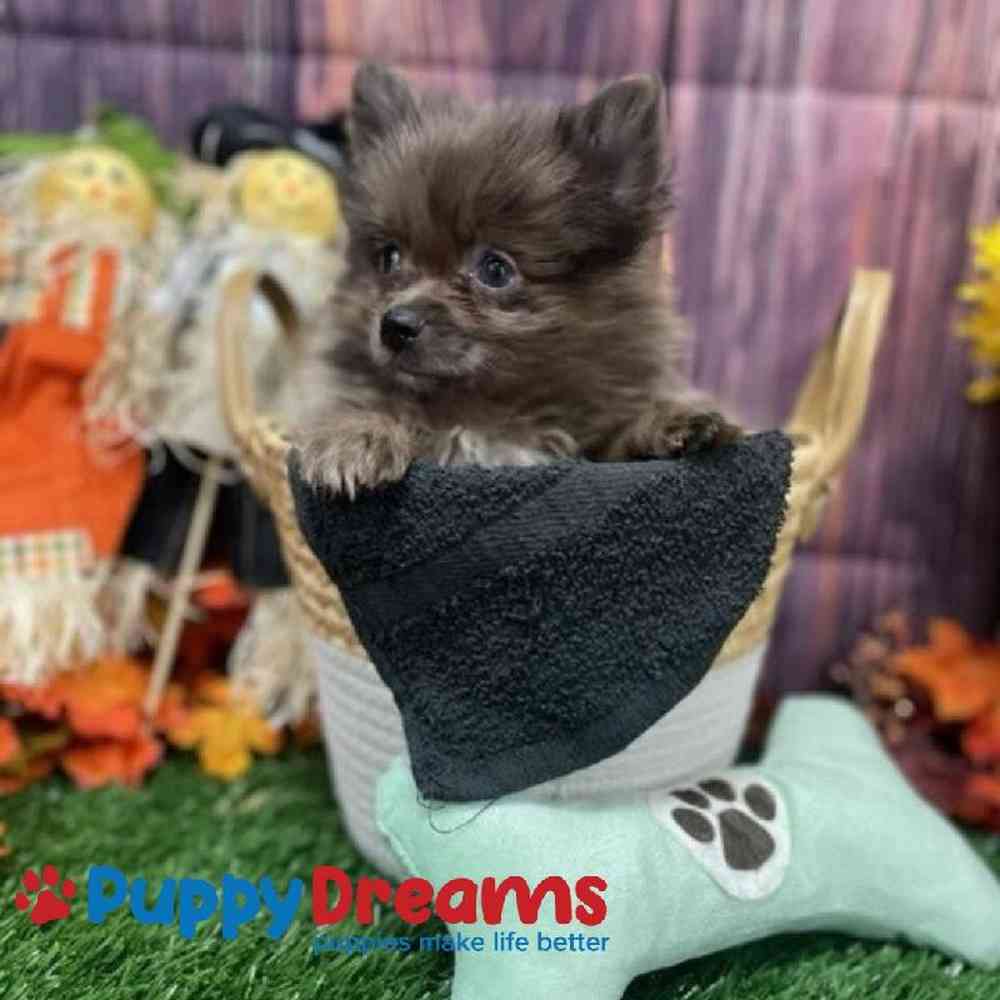 Male Pomeranian Puppy for Sale in Little Rock, AR