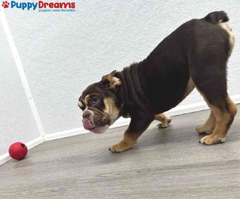 Male English Bulldog Puppy for Sale in Little Rock, AR