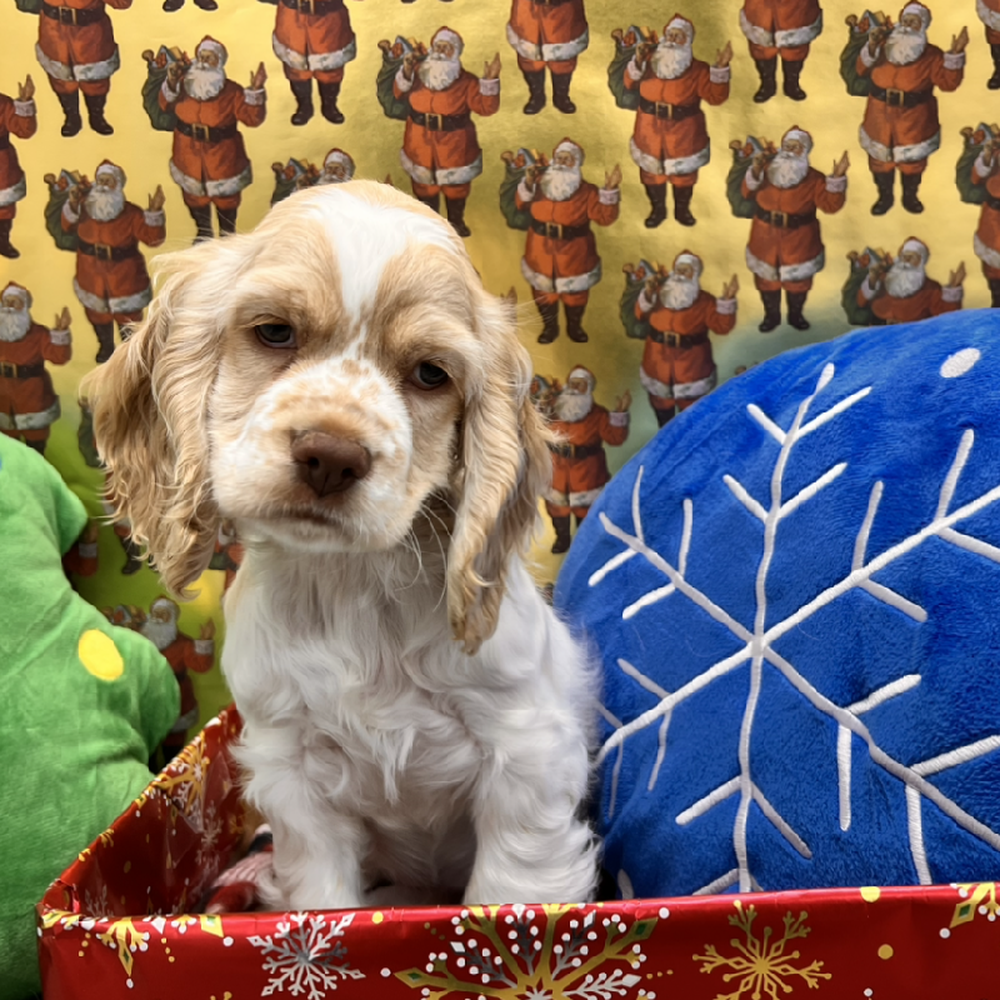 Female Cocker Spaniel Puppy for Sale in Little Rock, AR