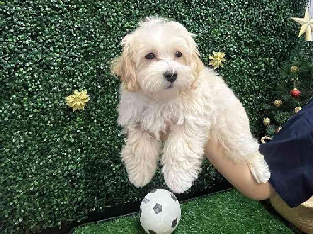 Male Maltipoo Puppy for Sale in Cordova, TN