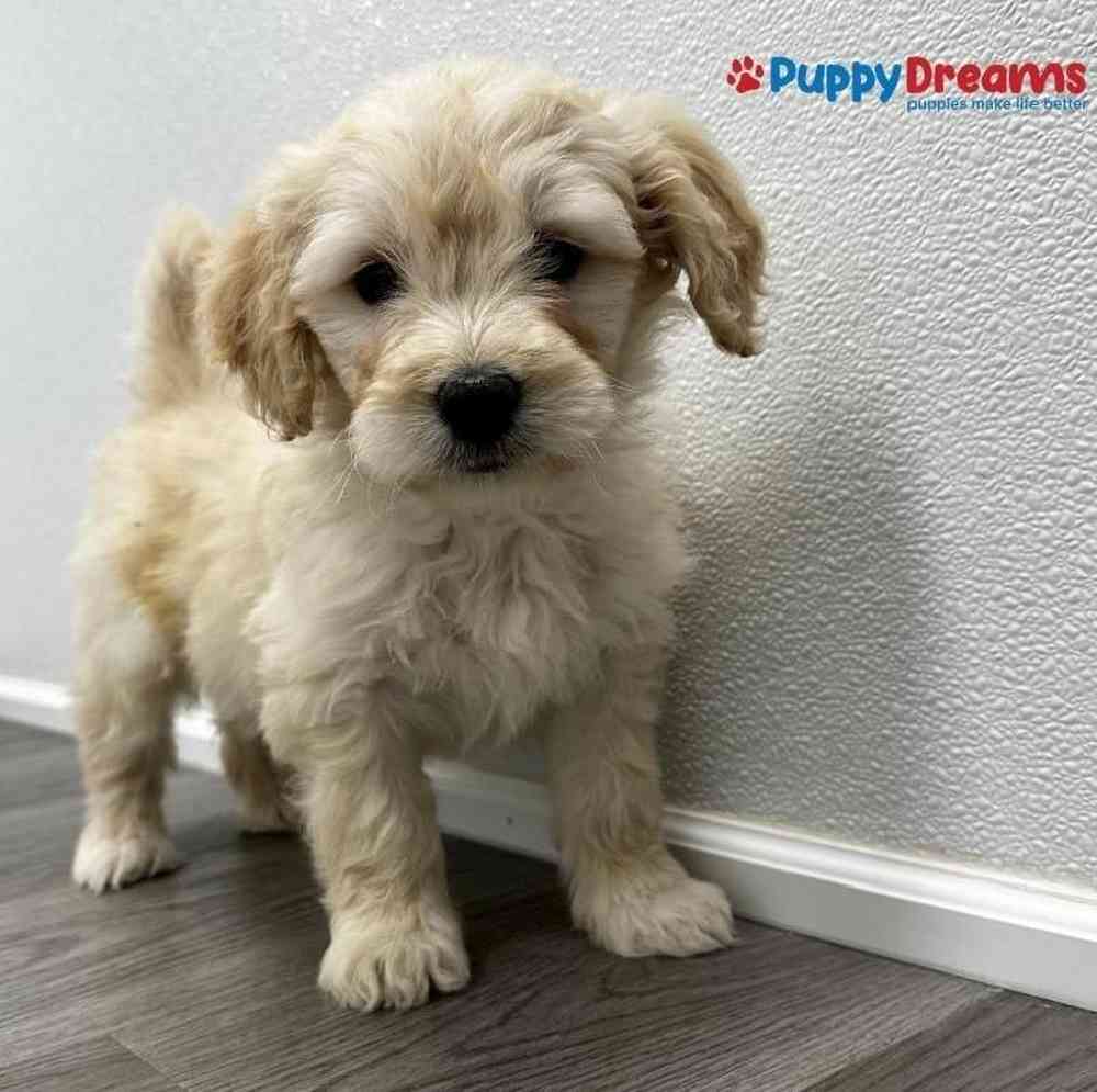 Female Mini Goldendoodle Puppy for sale