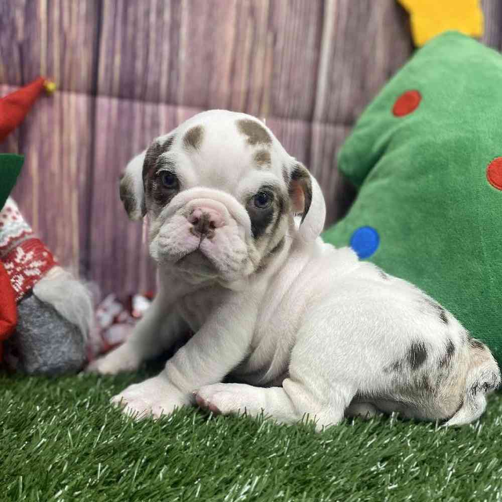 Male English Bulldog Puppy for Sale in Little Rock, AR