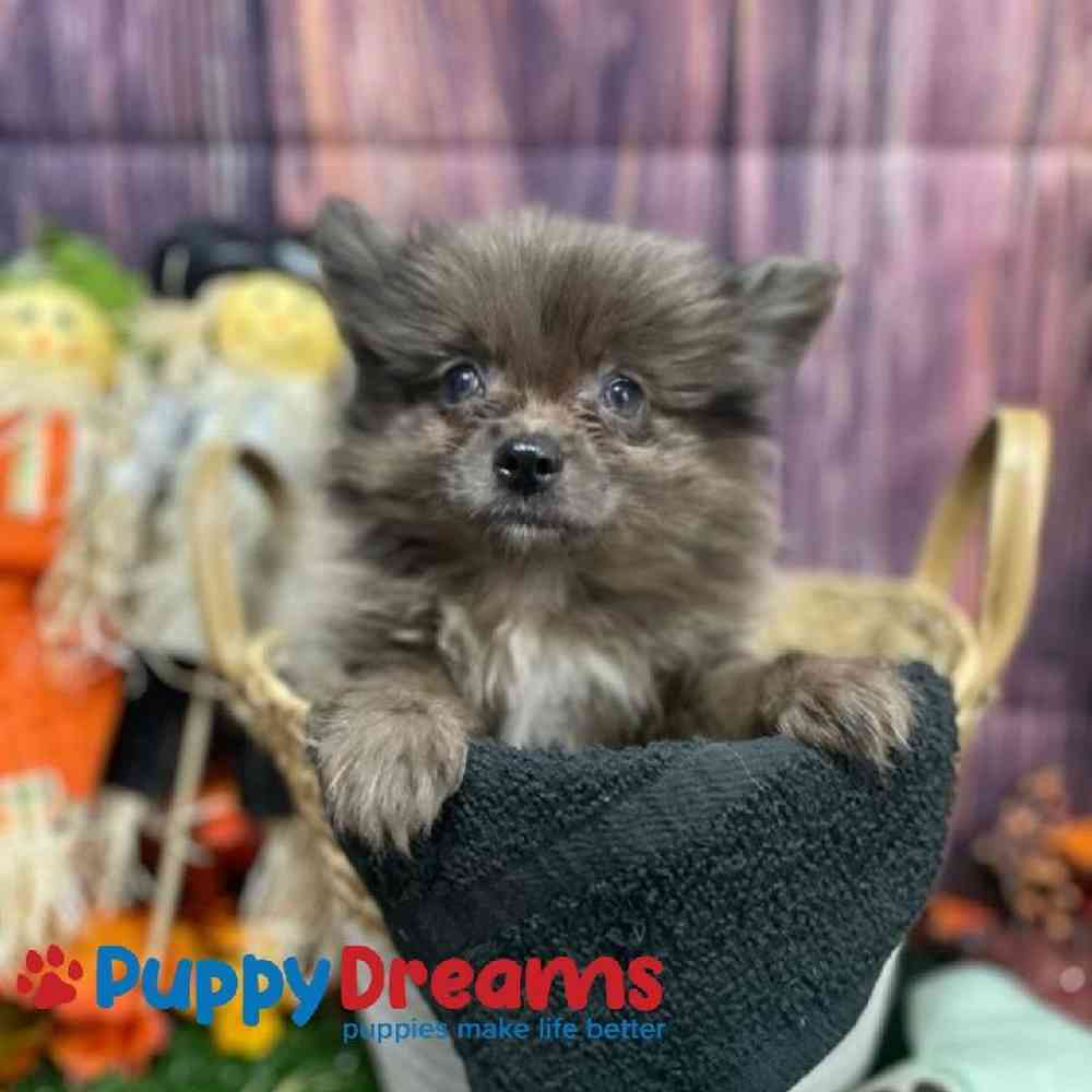 Male Pomeranian Puppy for Sale in Little Rock, AR