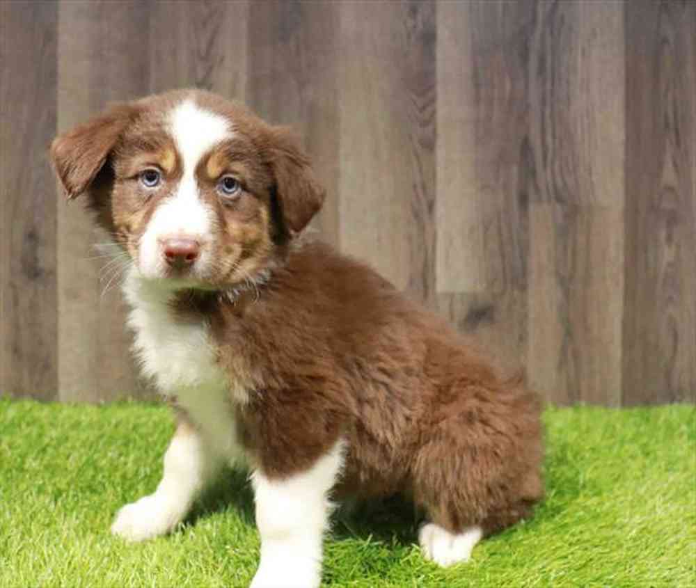 Available puppies