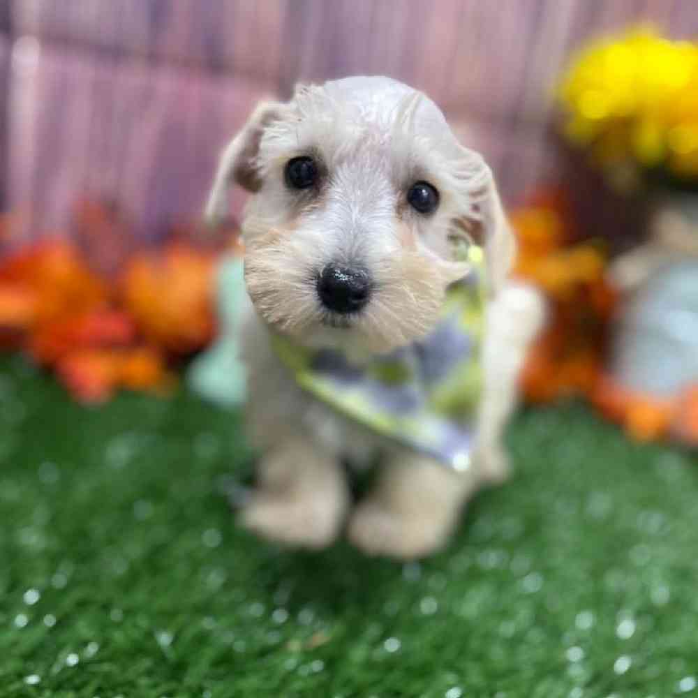 Female Schnoodle Puppy for Sale in Little Rock, AR