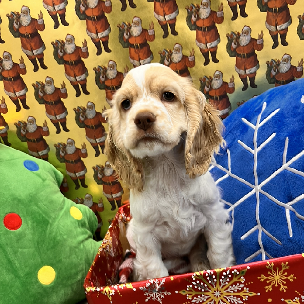 Female Cocker Spaniel Puppy for Sale in Little Rock, AR