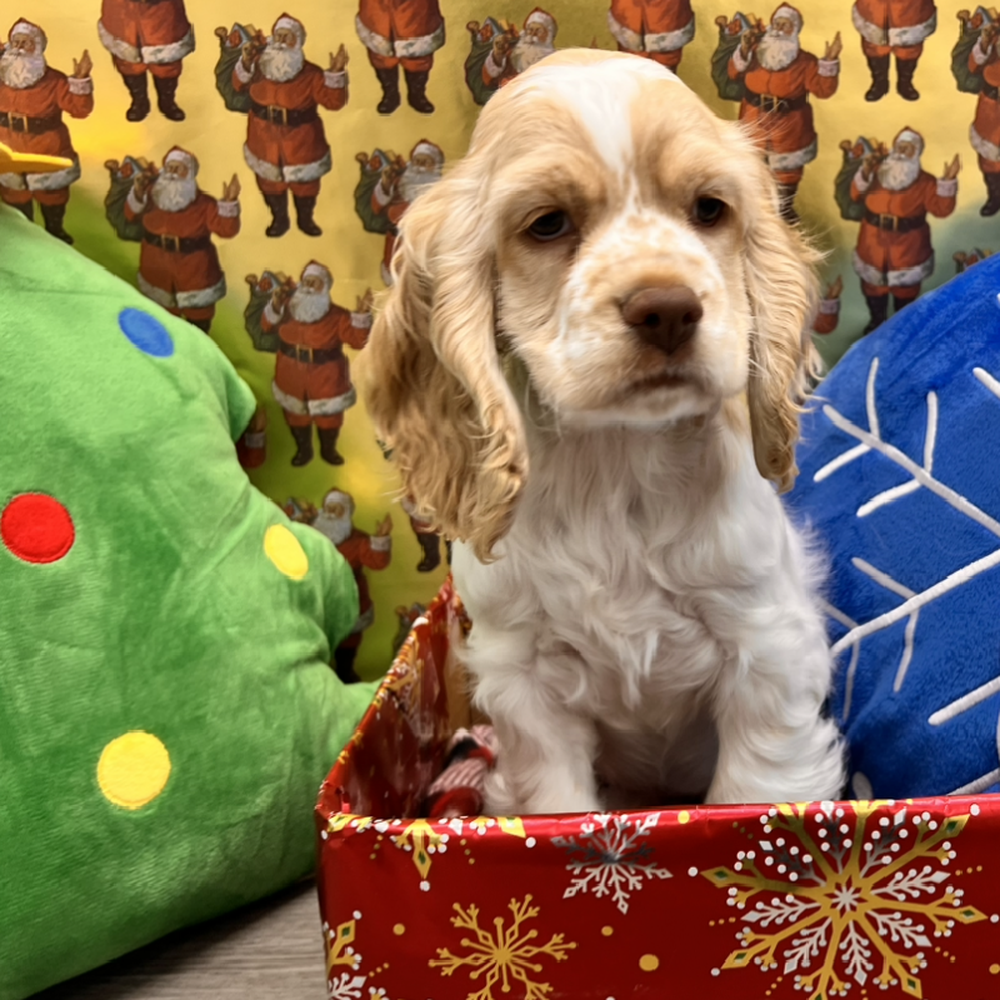 Female Cocker Spaniel Puppy for Sale in Little Rock, AR