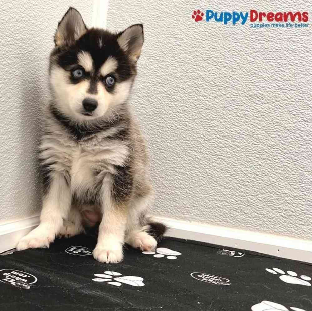 Female Alaskan Klee Kai Puppy for sale