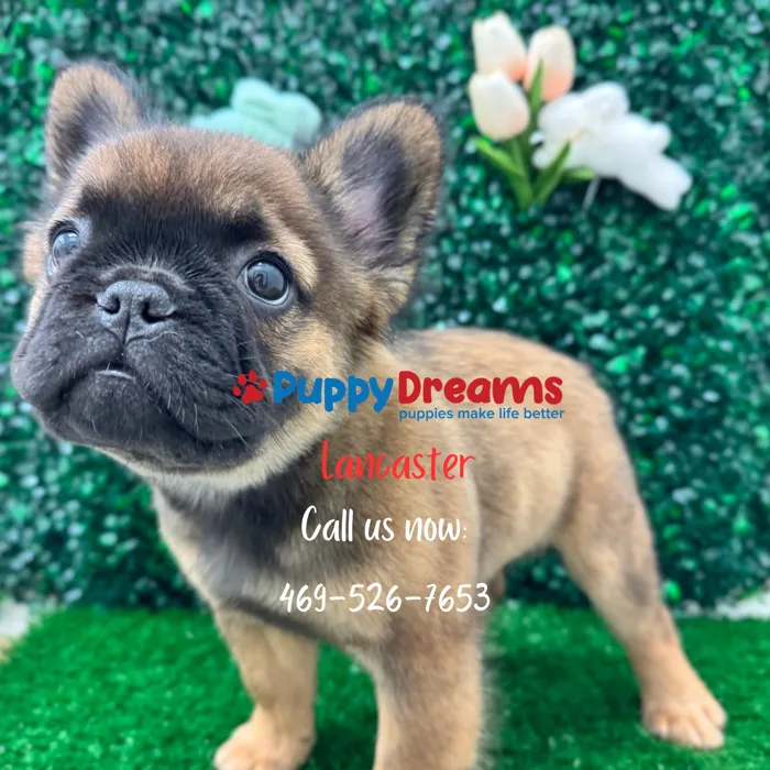 Fluffy French Bulldog image