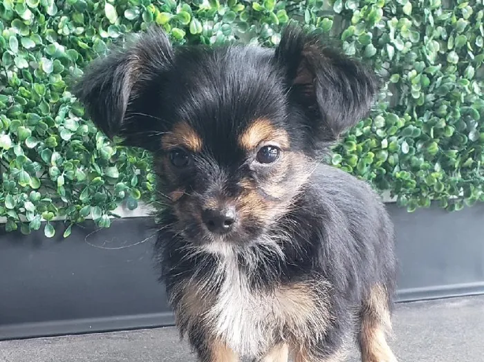 Chorkie image