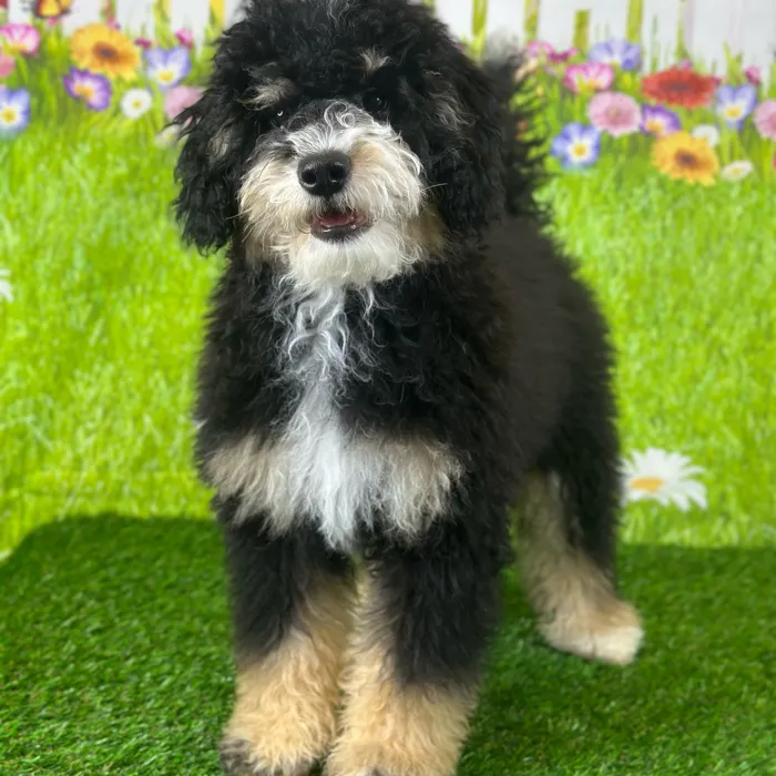 Bernedoodle image