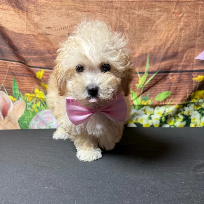 Bichon-Mini Poodle image