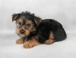 car_main_img_/media/ap_media/pets/AETUOLPJCQFA121247.webp.250x250_q85.webp