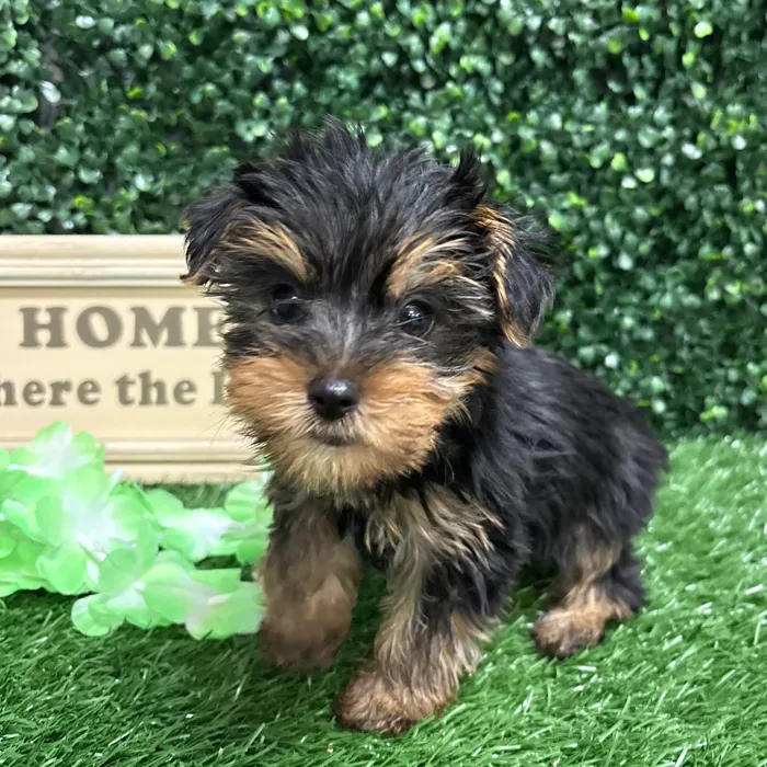 Male Yorkie puppy named Pickles for sale at Puppy Dreams - Memphis.