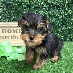 Male Yorkie puppy named Pickles for sale at Puppy Dreams - Memphis.