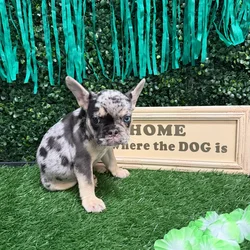 Female French Bulldog puppy named Yo-Yo for sale at Puppy Dreams - Memphis.