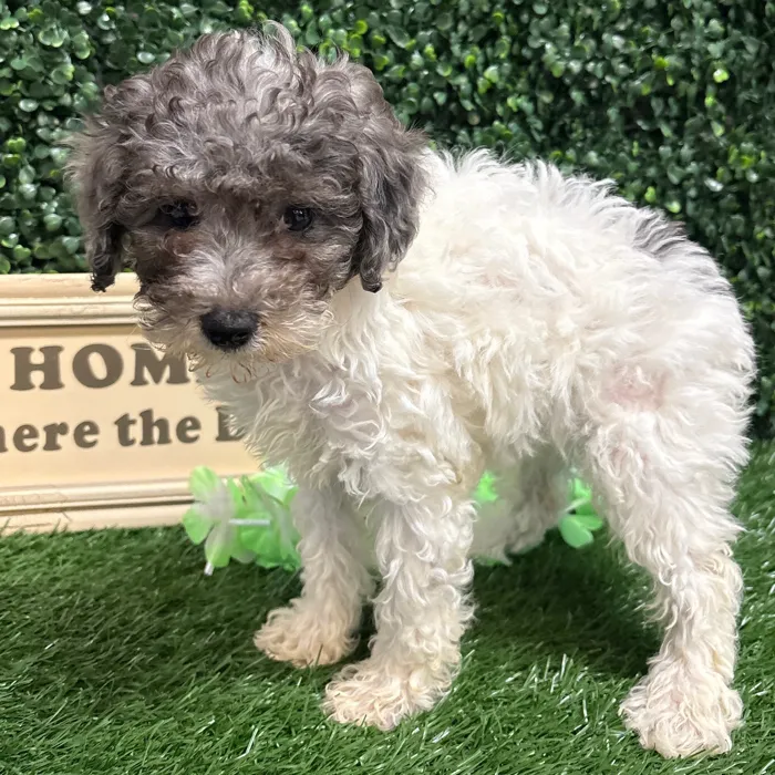 Female Mini Poodle puppy named Lana for sale at Puppy Dreams - Memphis.