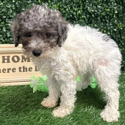 Female Mini Poodle puppy named Lana for sale at Puppy Dreams - Memphis.