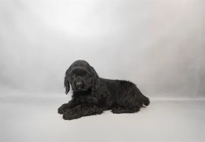 Female Cocker Spaniel puppy named Lyla for sale at Puppy Dreams - Memphis.