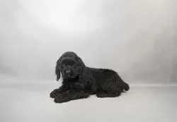 Female Cocker Spaniel puppy named Lyla for sale at Puppy Dreams - Memphis.