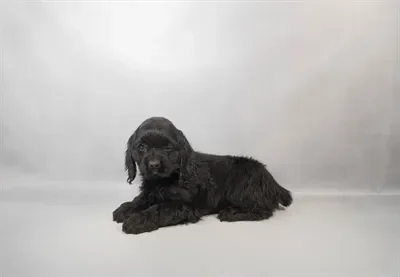 Female Cocker Spaniel puppy named Lyla for sale at Puppy Dreams - Memphis.