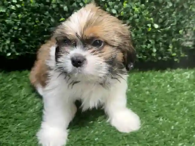 Male Shih Tzu Puppy for Sale in Cordova, TN