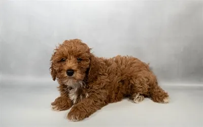 Male Yorkie-Poo puppy named Buzz for sale at Puppy Dreams - Memphis.