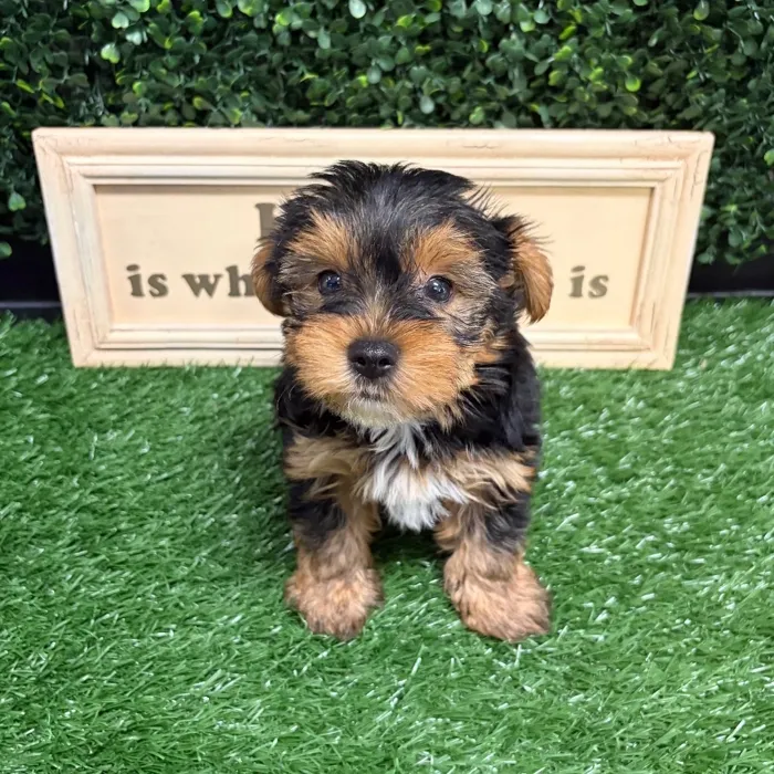 Female Yorkie puppy named Macie for sale at Puppy Dreams - Memphis.
