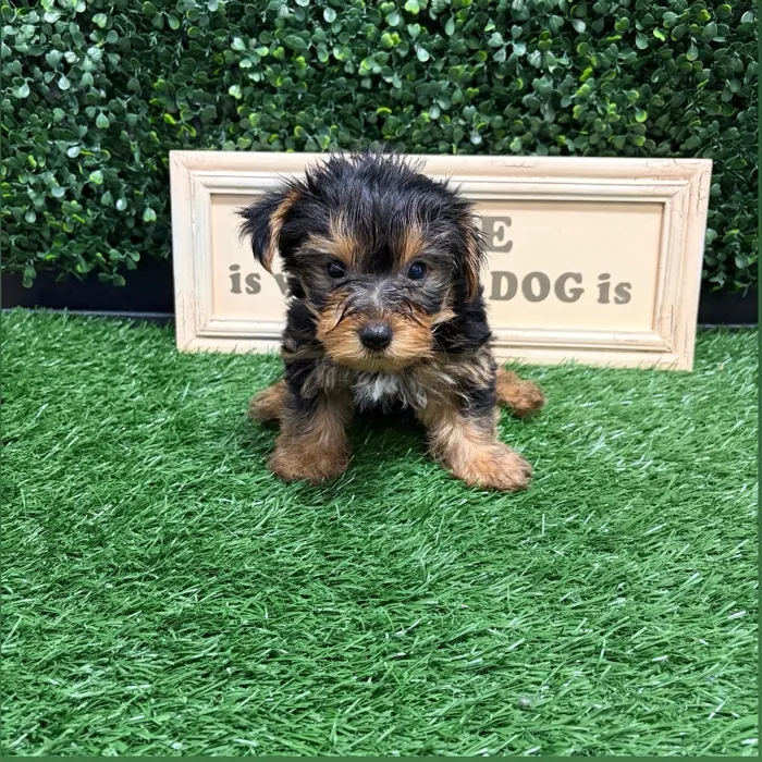 Male Yorkie puppy named Louie for sale at Puppy Dreams - Memphis.