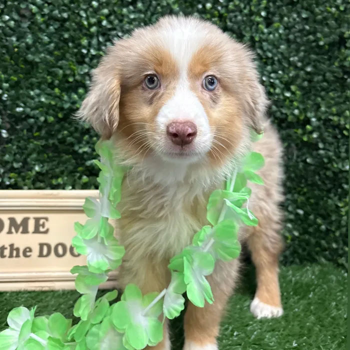 Male Toy Aussie Shepherd puppy named Godzilla for sale at Puppy Dreams - Memphis.