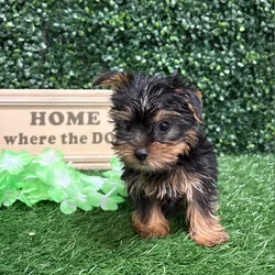 Male Yorkie puppy named Pringle for sale at Puppy Dreams - Memphis.