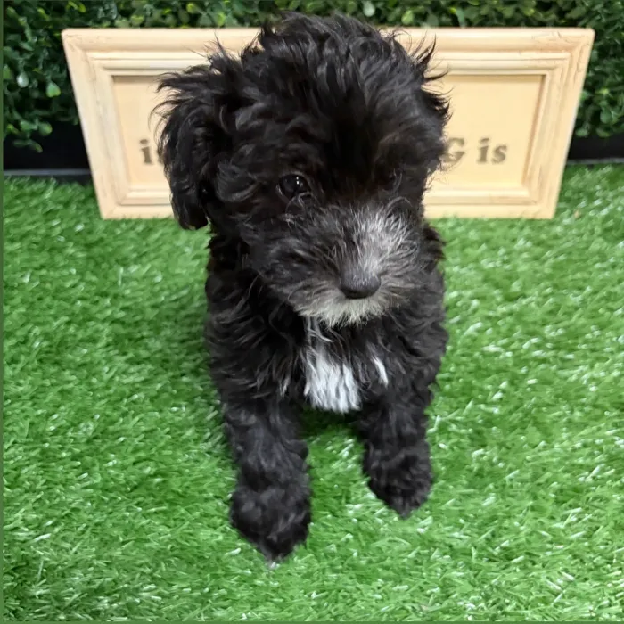 Female Maltipoo puppy named Yogi for sale at Puppy Dreams - Memphis.