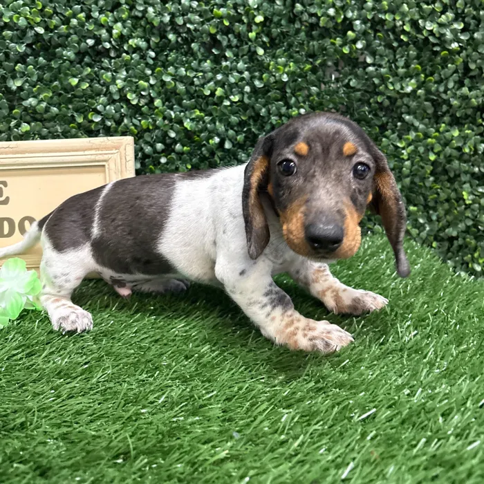 Male Dachshund puppy named Taco for sale at Puppy Dreams - Memphis.
