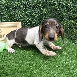 Male Dachshund puppy named Taco for sale at Puppy Dreams - Memphis.