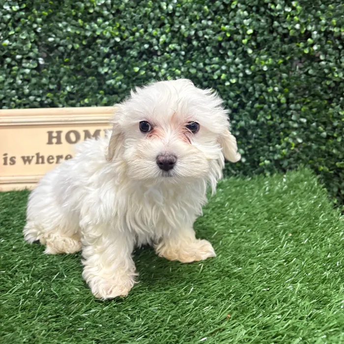 Female Maltese puppy named Horchata for sale at Puppy Dreams - Memphis.