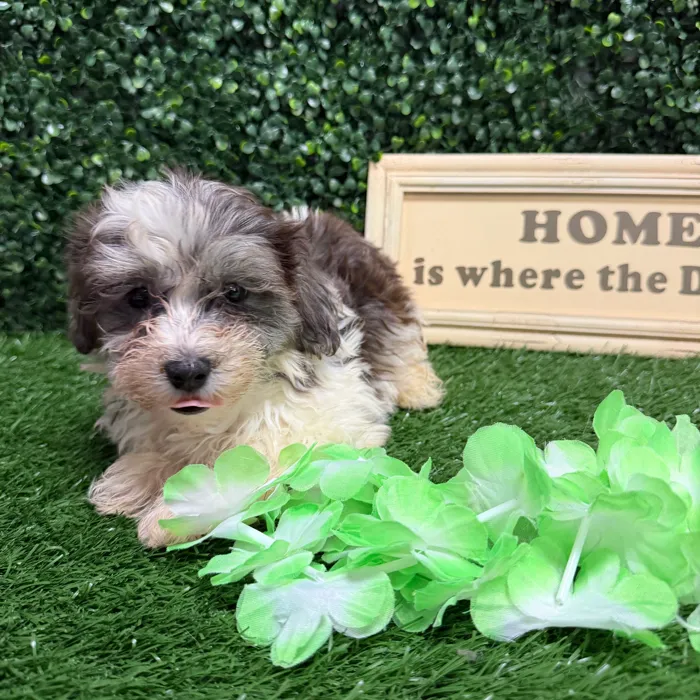 Male Havapoo puppy named Dopey for sale at Puppy Dreams - Memphis.