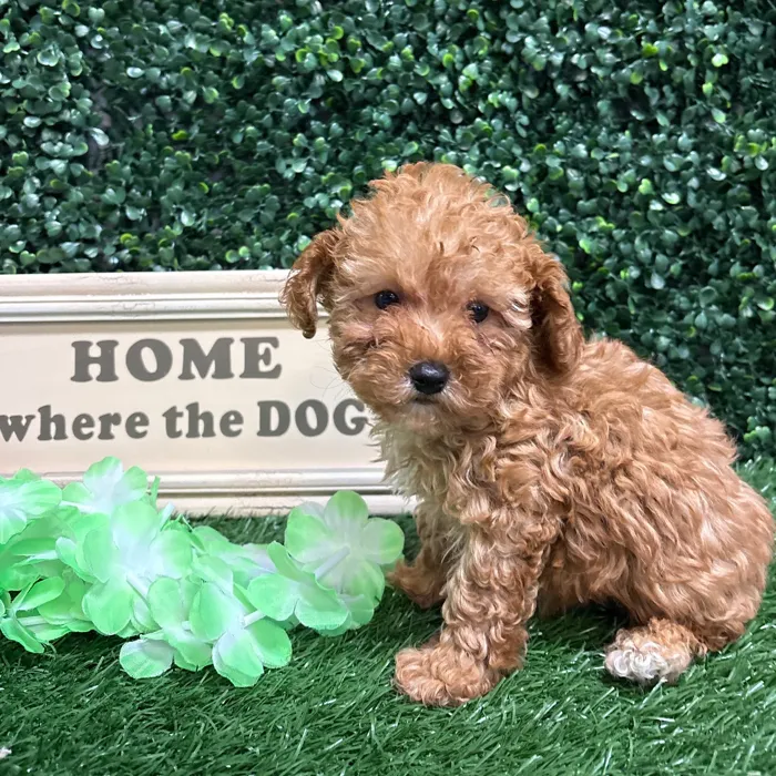 Male Mini Poodle puppy named Sully for sale at Puppy Dreams - Memphis.