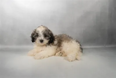 Female Shih Tzu puppy for sale at Puppy Dreams - Memphis.