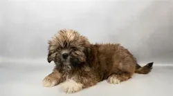 Male Lhasa Apso puppy for sale at Puppy Dreams - Memphis.
