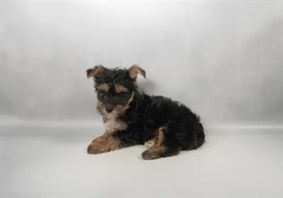 Male Yorkie puppy for sale at Puppy Dreams - Memphis.