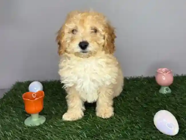 Male Bichon-Mini Poodle Puppy for Sale in Cordova, TN