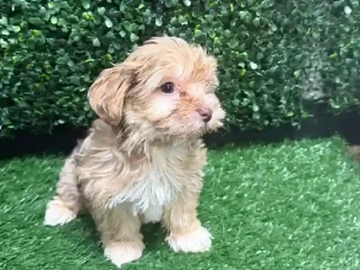 Female Morkie Puppy for Sale in Cordova, TN