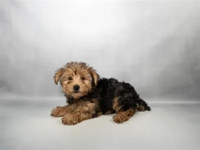 Female Yorkie puppy for sale at Puppy Dreams - Memphis.