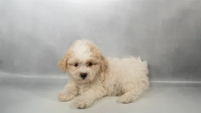Male Teddy Bear puppy for sale at Puppy Dreams - Memphis.