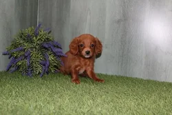 car_main_img_/media/ap_media/pets/FOGZCUZPICDA125936.webp.250x250_q85.webp