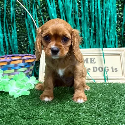 Male Cavalier King Charles Spaniel puppy named Arrow for sale at Puppy Dreams - Memphis.