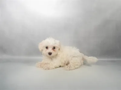 Female Maltese puppy for sale at Puppy Dreams - Memphis.