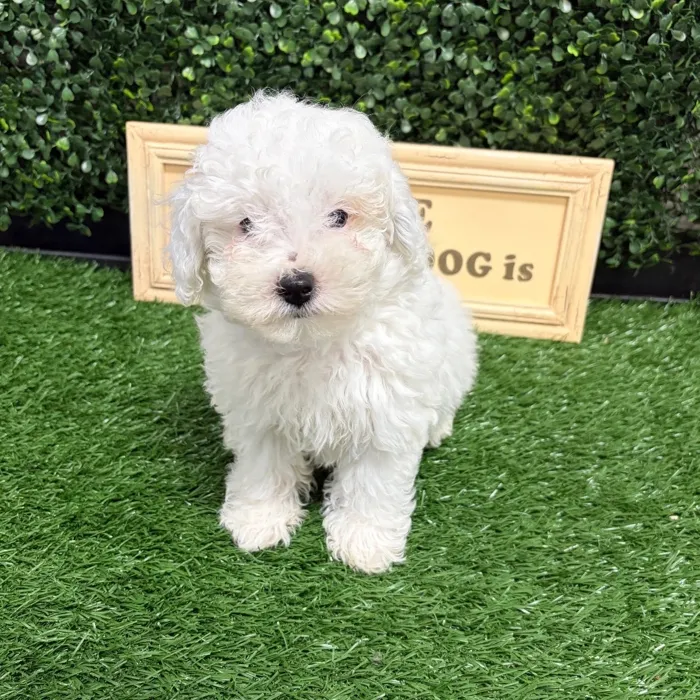 Male Maltipoo puppy named Cloudy for sale at Puppy Dreams - Memphis.