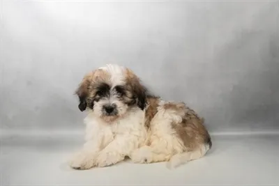 Female Teddy Bear puppy for sale at Puppy Dreams - Memphis.
