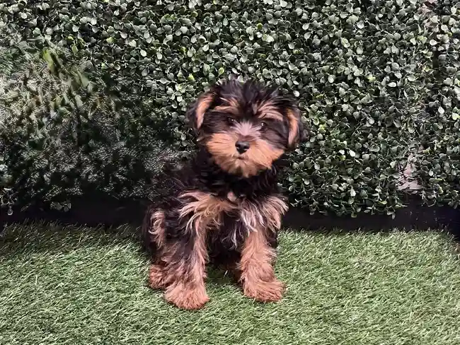Male Yorkie Puppy for Sale in Cordova, TN